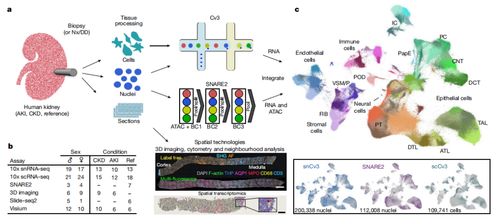 腎臟研究新突破 科學家構建最大規模腎臟細胞圖譜，實現五年腎功能預測