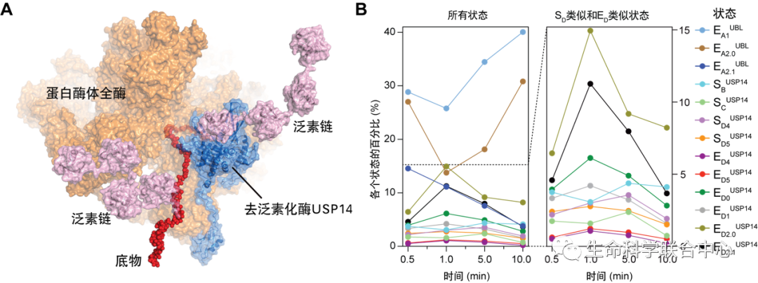 北京大學(xué)Nature發(fā)表突破性研究成果 人工智能助力時(shí)間分辨冷凍電鏡發(fā)現(xiàn)重大藥物靶點(diǎn)動(dòng)力學(xué)調(diào)控機(jī)制